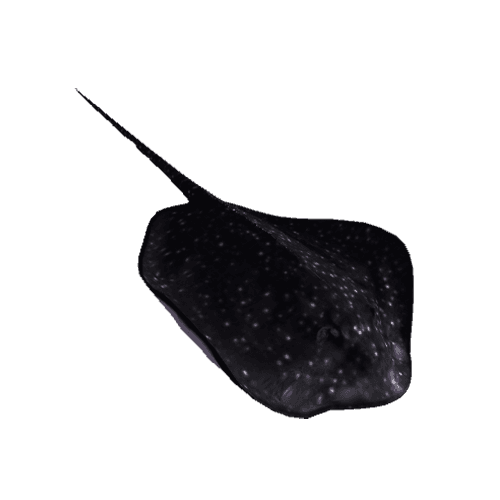 NFT_portfolio